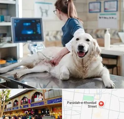 سونوگرافی حیوانات در 15 خرداد