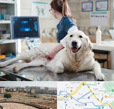 سونوگرافی حیوانات در کوی وحدت شیراز