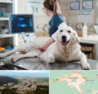 سونوگرافی حیوانات در گرگان