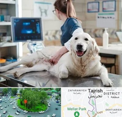 سونوگرافی حیوانات در تجریش 