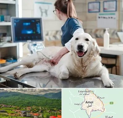 سونوگرافی حیوانات در آمل