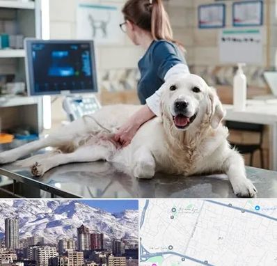 سونوگرافی حیوانات در ازگل