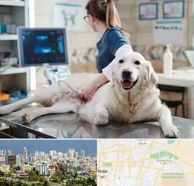 سونوگرافی حیوانات در شرق تهران 