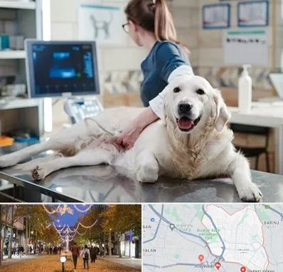 سونوگرافی حیوانات در ولیعصر ارومیه