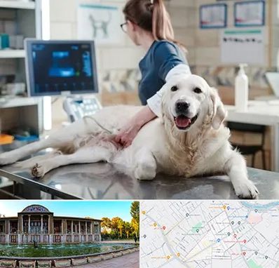 سونوگرافی حیوانات در عفیف آباد شیراز