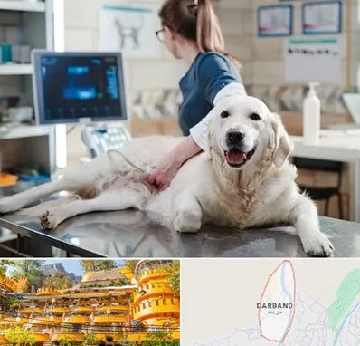 سونوگرافی حیوانات در دربند