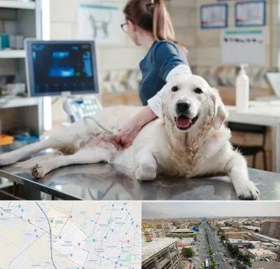 سونوگرافی حیوانات در حصارک کرج