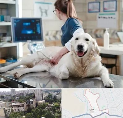 سونوگرافی حیوانات در اوین