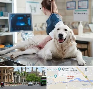 سونوگرافی حیوانات در پاکدشت