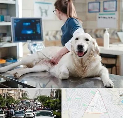 سونوگرافی حیوانات در سیدی مشهد