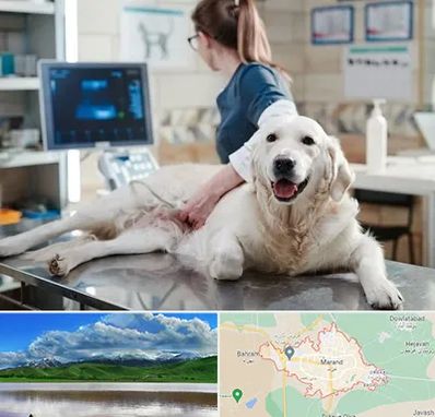 سونوگرافی حیوانات در مرند