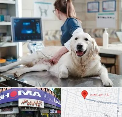 سونوگرافی حیوانات در امین حضور