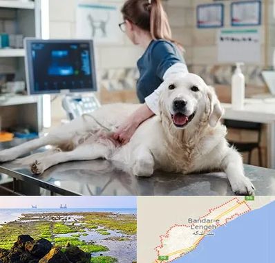 سونوگرافی حیوانات در بندرلنگه