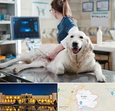 سونوگرافی حیوانات در برازجان