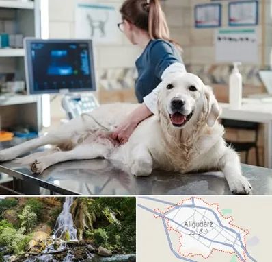 سونوگرافی حیوانات در الیگودرز