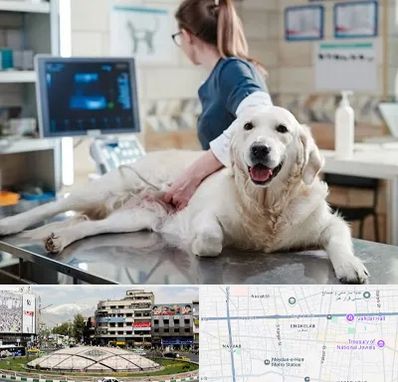 سونوگرافی حیوانات در مرکز تهران