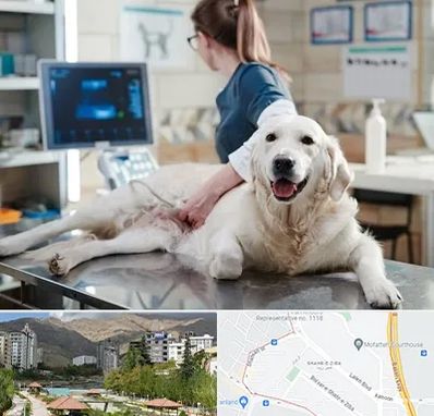 سونوگرافی حیوانات در شهر زیبا 