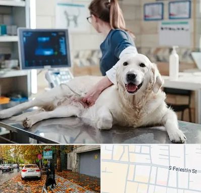 سونوگرافی حیوانات در خیابان فلسطین