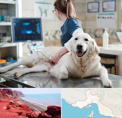 سونوگرافی حیوانات در هرمزگان