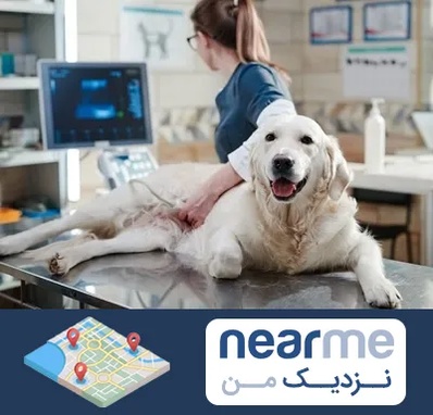 سونوگرافی حیوانات در نزدیک من