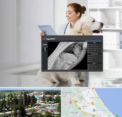 رادیولوژی حیوانات در رودسر