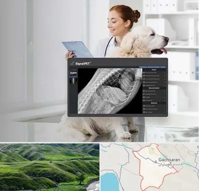 رادیولوژی حیوانات در گچساران