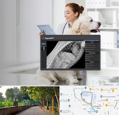 رادیولوژی حیوانات در فلکه گاز رشت