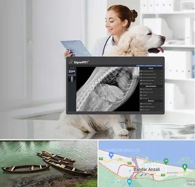 رادیولوژی حیوانات در بندر انزلی