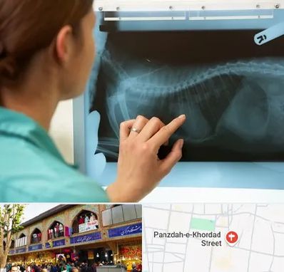 رادیولوژی پرندگان در 15 خرداد