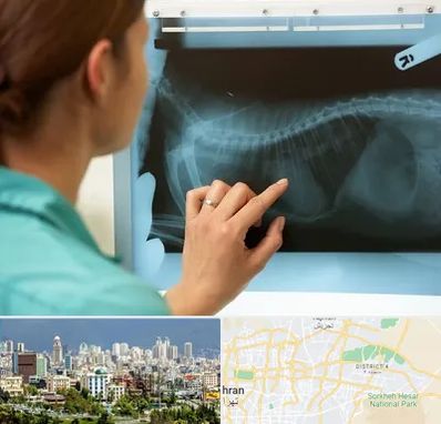 رادیولوژی پرندگان در شرق تهران 