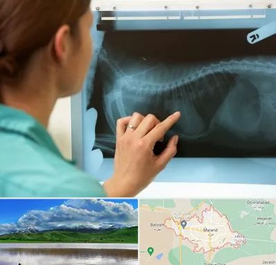 رادیولوژی پرندگان در مرند