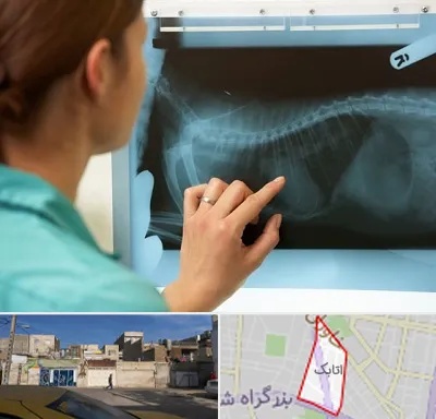 رادیولوژی پرندگان در اتابک