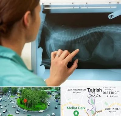 رادیولوژی پرندگان در تجریش 