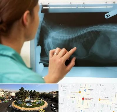 رادیولوژی پرندگان در هفت حوض 