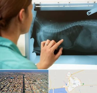 رادیولوژی پرندگان در بندر ماهشهر
