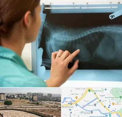 رادیولوژی پرندگان در کوی وحدت شیراز