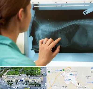 رادیولوژی پرندگان در نسیم شهر