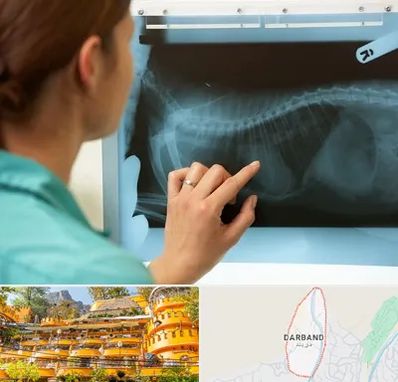 رادیولوژی پرندگان در دربند