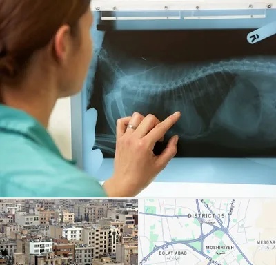 رادیولوژی پرندگان در جنوب شرق تهران