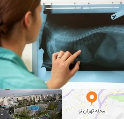 رادیولوژی پرندگان در تهران نو