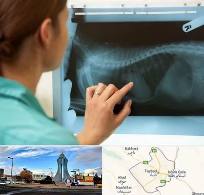 رادیولوژی پرندگان در تایباد