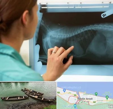 رادیولوژی پرندگان در بندر انزلی