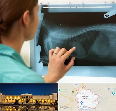 رادیولوژی پرندگان در برازجان