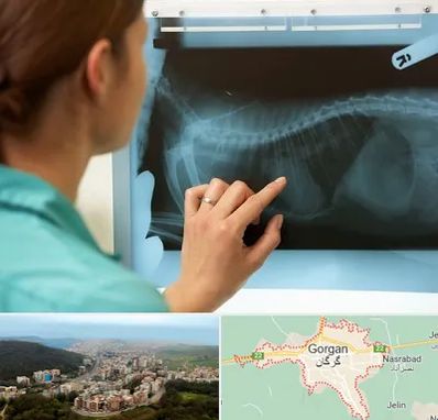 رادیولوژی پرندگان در گرگان