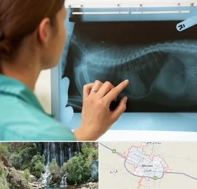 رادیولوژی پرندگان در شیروان