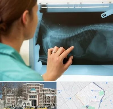 رادیولوژی پرندگان در طلاب مشهد