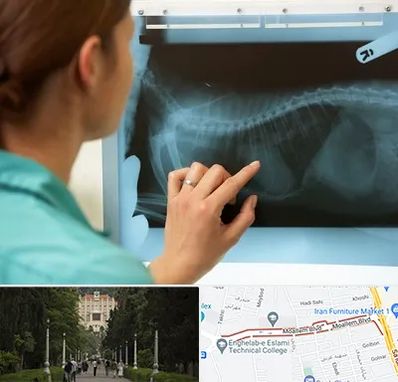 رادیولوژی پرندگان در بلوار معلم رشت 