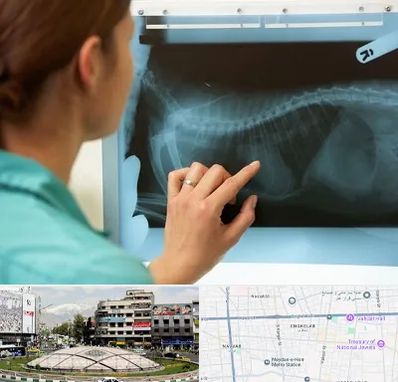 رادیولوژی پرندگان در مرکز تهران