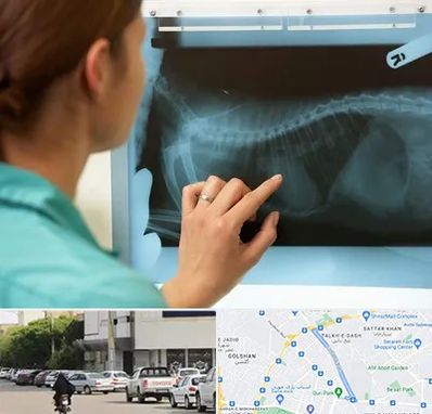 رادیولوژی پرندگان در قدوسی شرقی شیراز