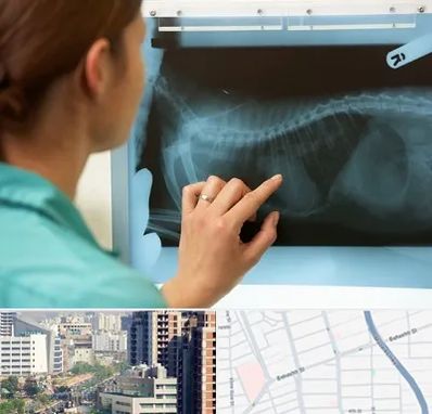 رادیولوژی پرندگان در خیابان بهشتی